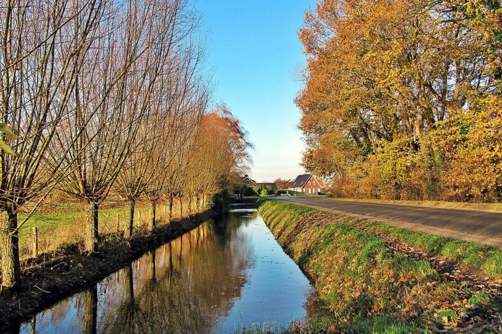 Prachtige knotwilg met karakteristieke knot en groene takken in een tuinlandschap