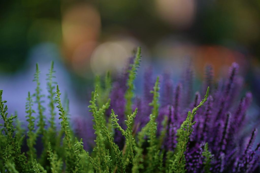 Vergelijking zomer en winterheide: bloeiende heideplanten met paarsroze en witte bloemen in tuin