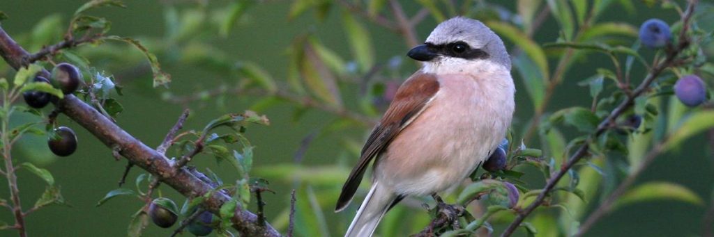 Staring Advies adviesbureau natuur en landschap Hoog-Keppel specialisatie duurzaam beheer maatwerkplannen